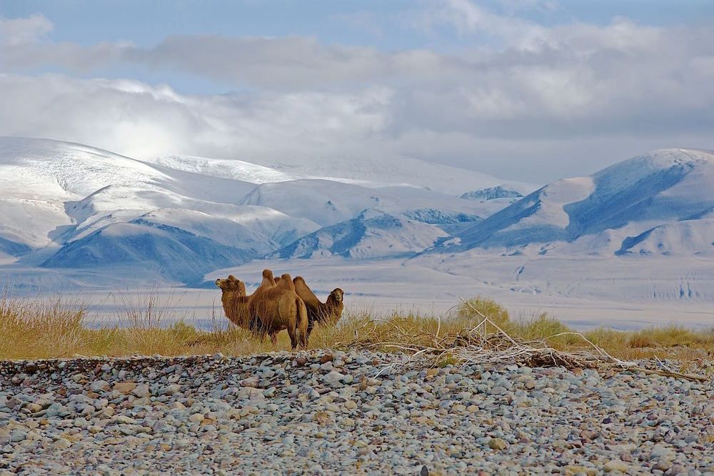 Пограничники