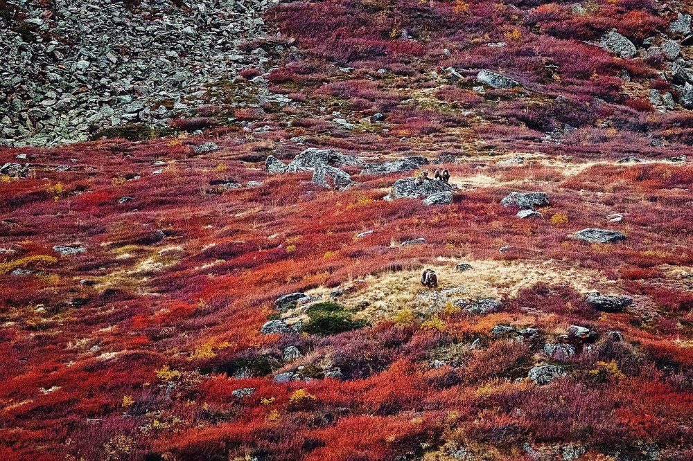 Живой ковёр Кукузёка