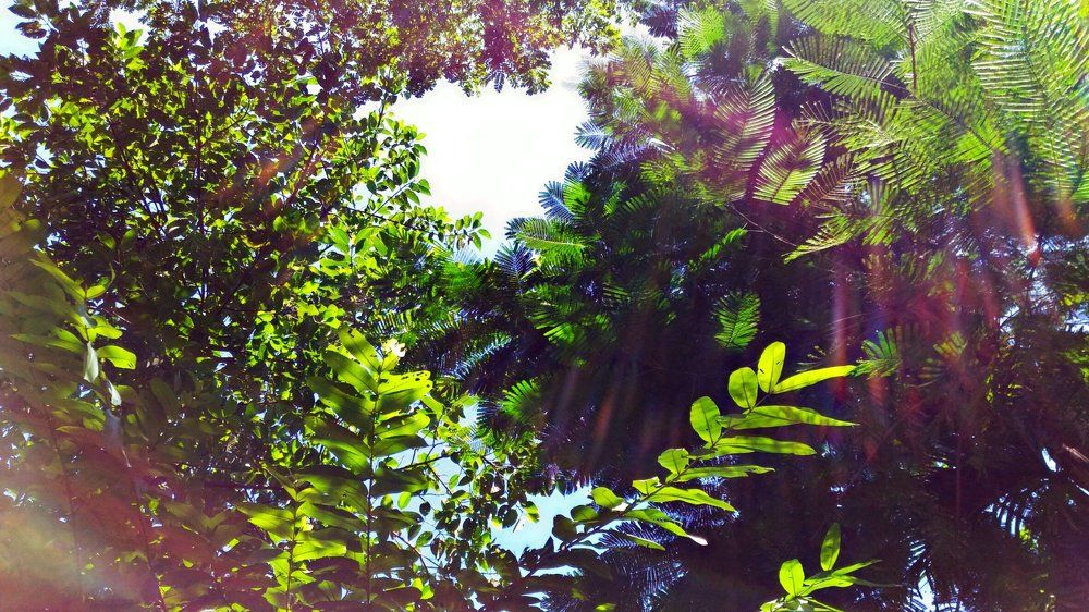 Capture of nature