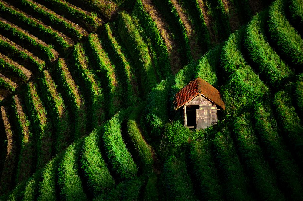Shanty on the onion hill