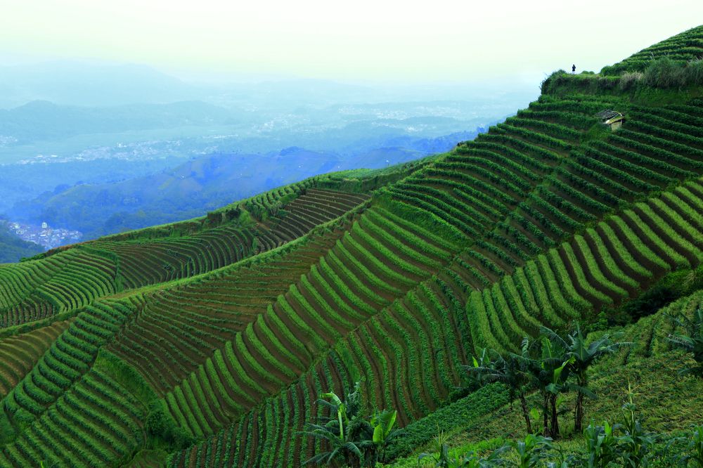 Teraccing Argapura