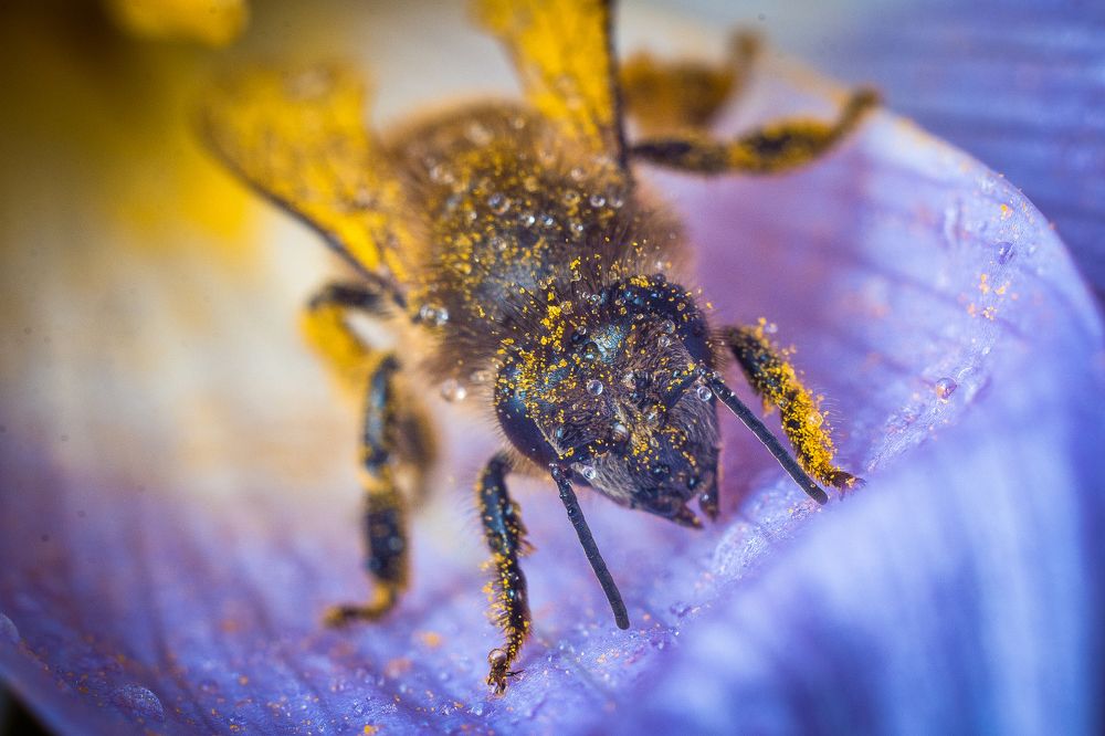 Photograph by Елена