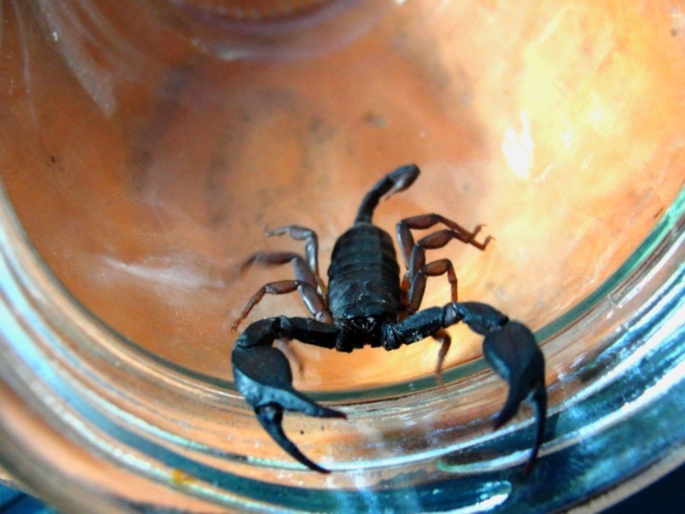 arrested scorpion in a jar