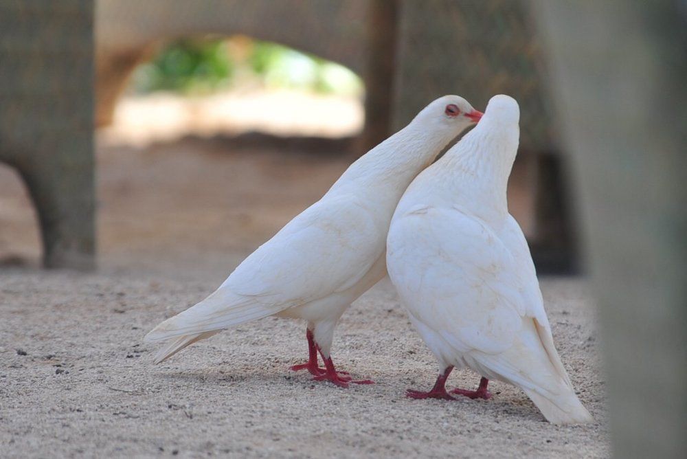 поцелуйчик