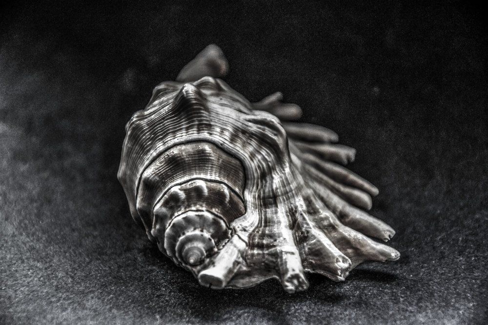 Морское фламенко