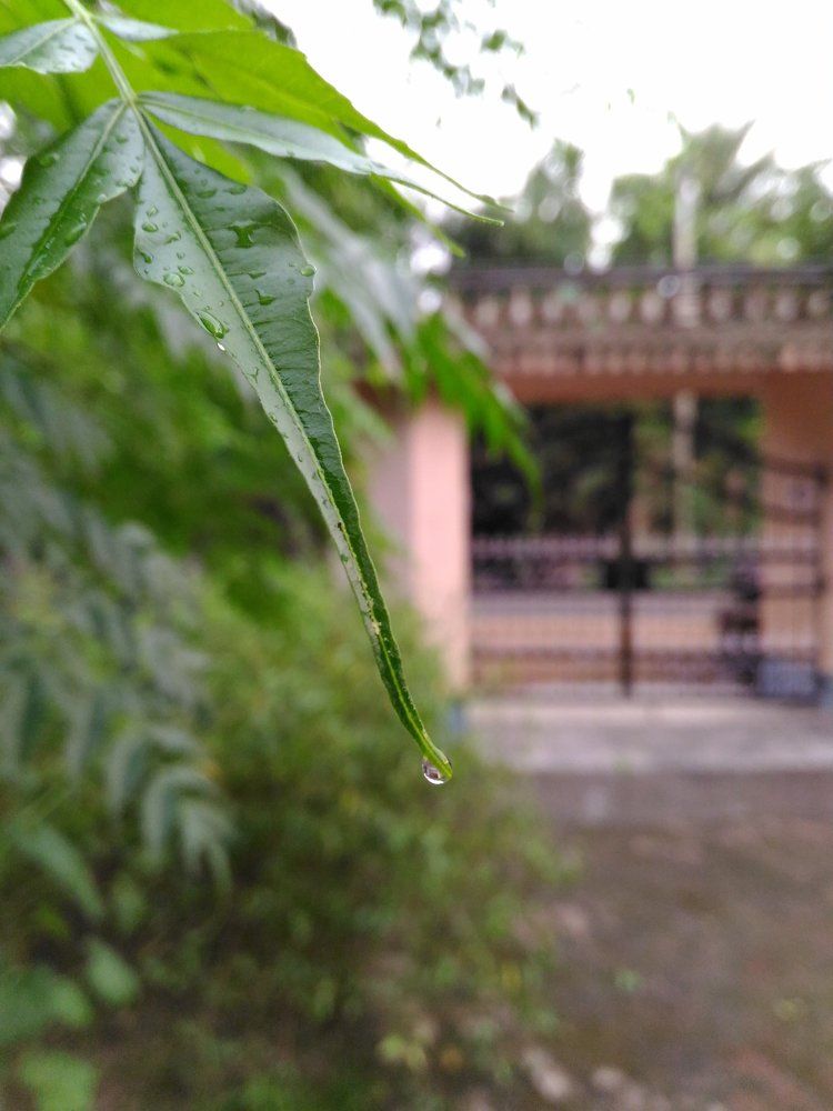 Azadirachta indica