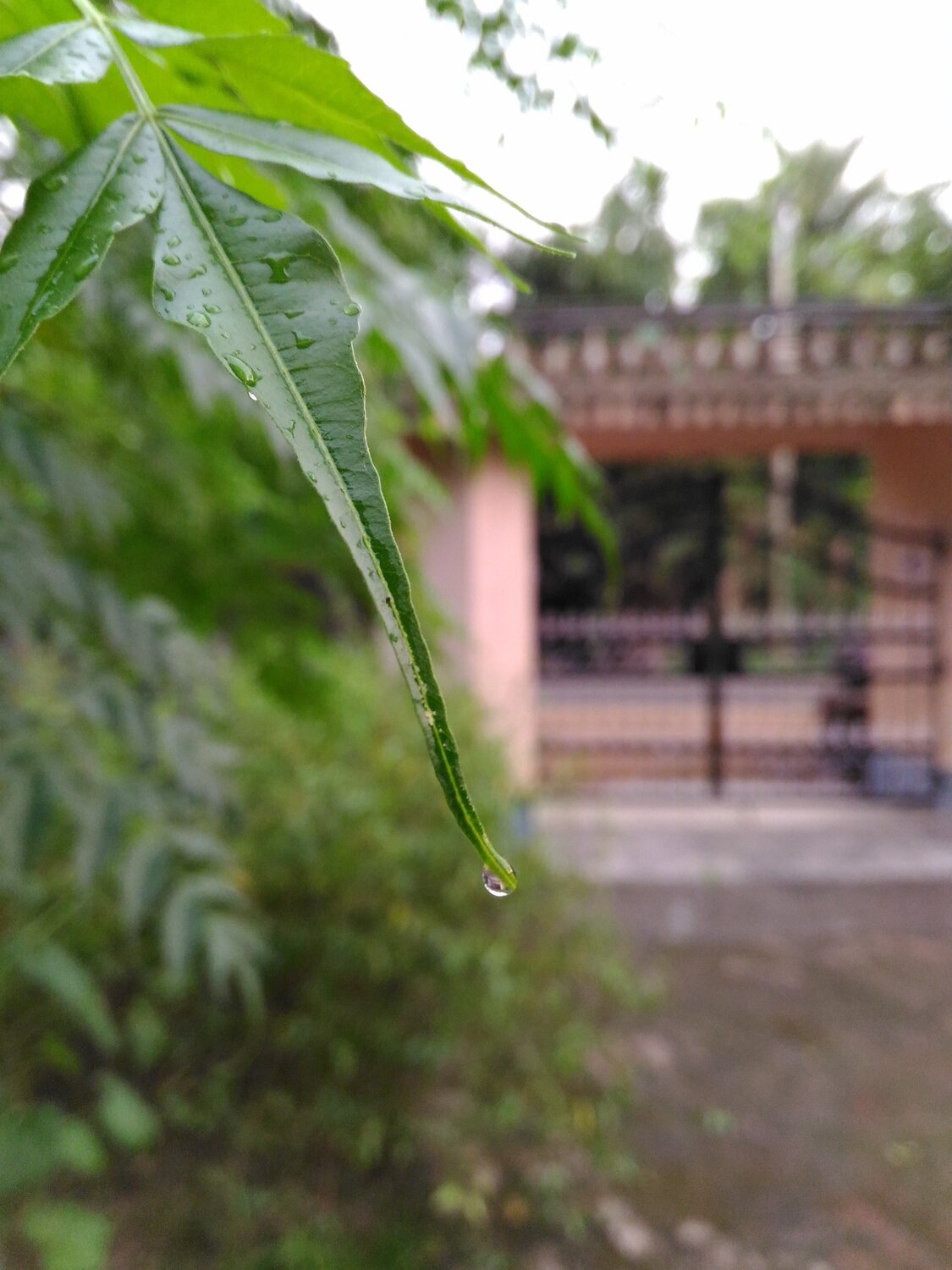 Azadirachta indica