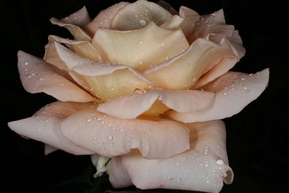 Красота розы