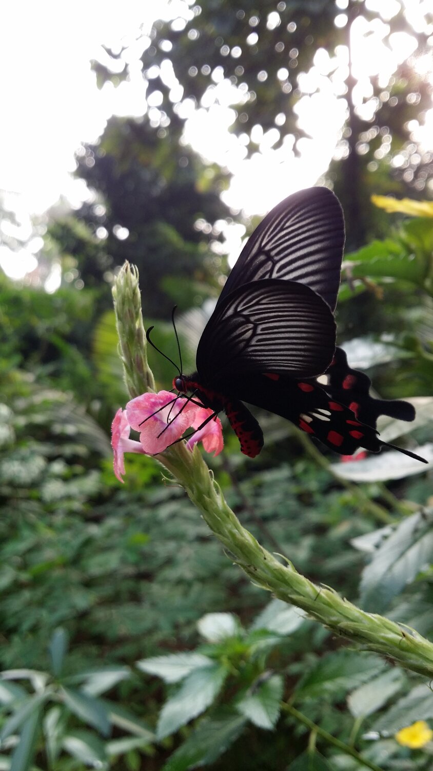 tasting