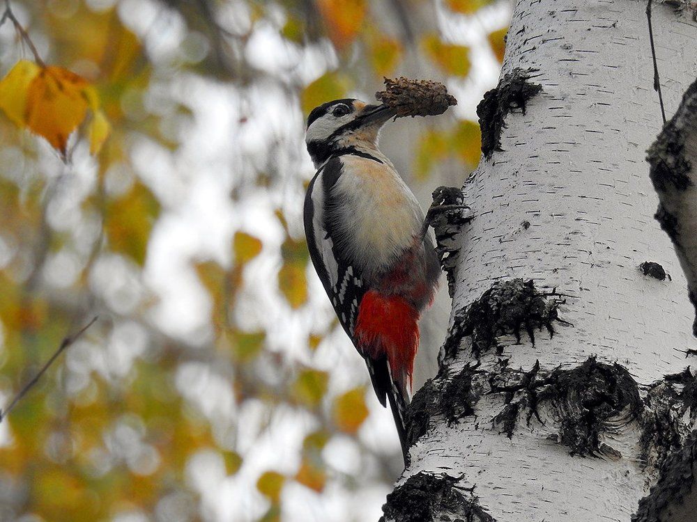 Дятел и шишка