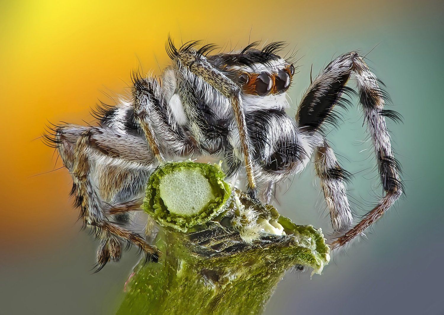 Jumping Spider