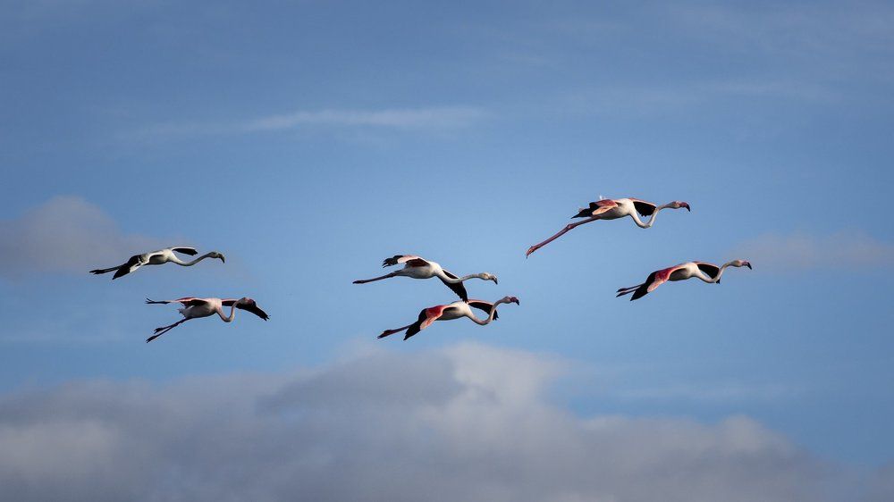 flamingos in flight