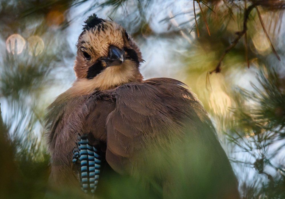 Портрет сойки
