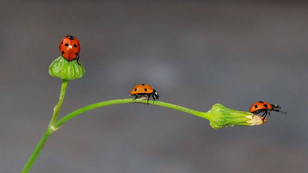 love in ladybirds.