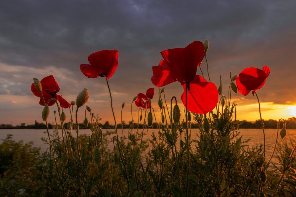 Poppies at sunset