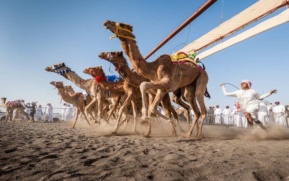 Camel race
