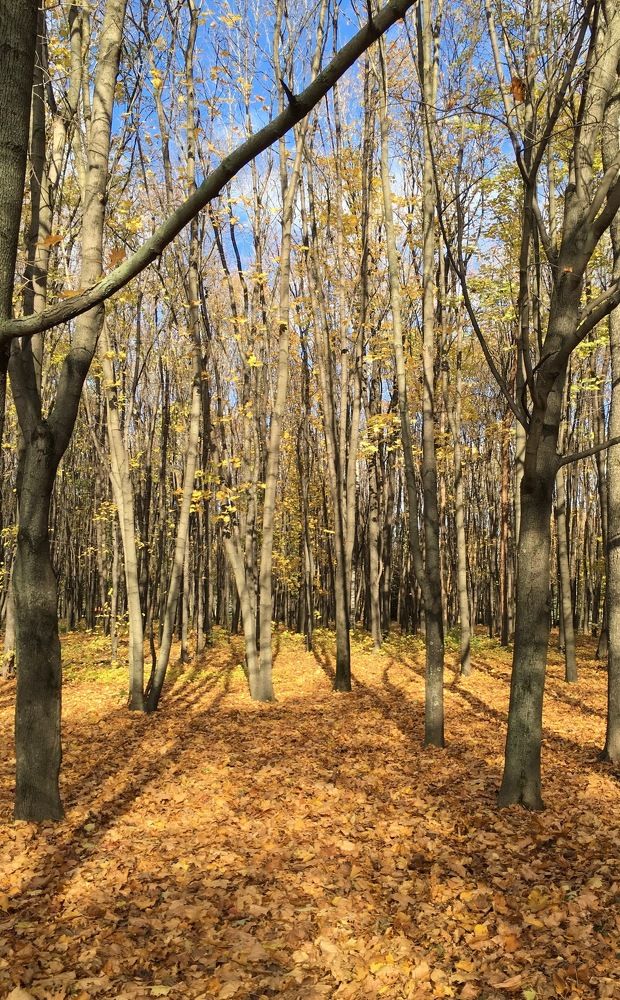 Золото осени