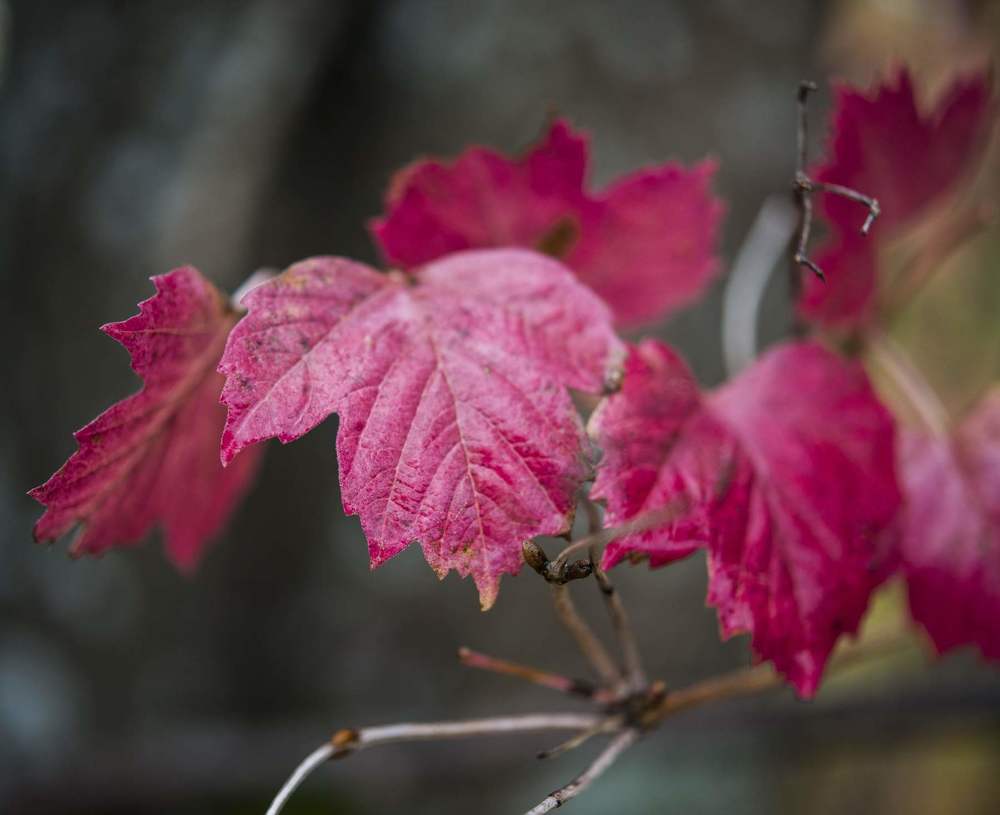 Расписная суббота