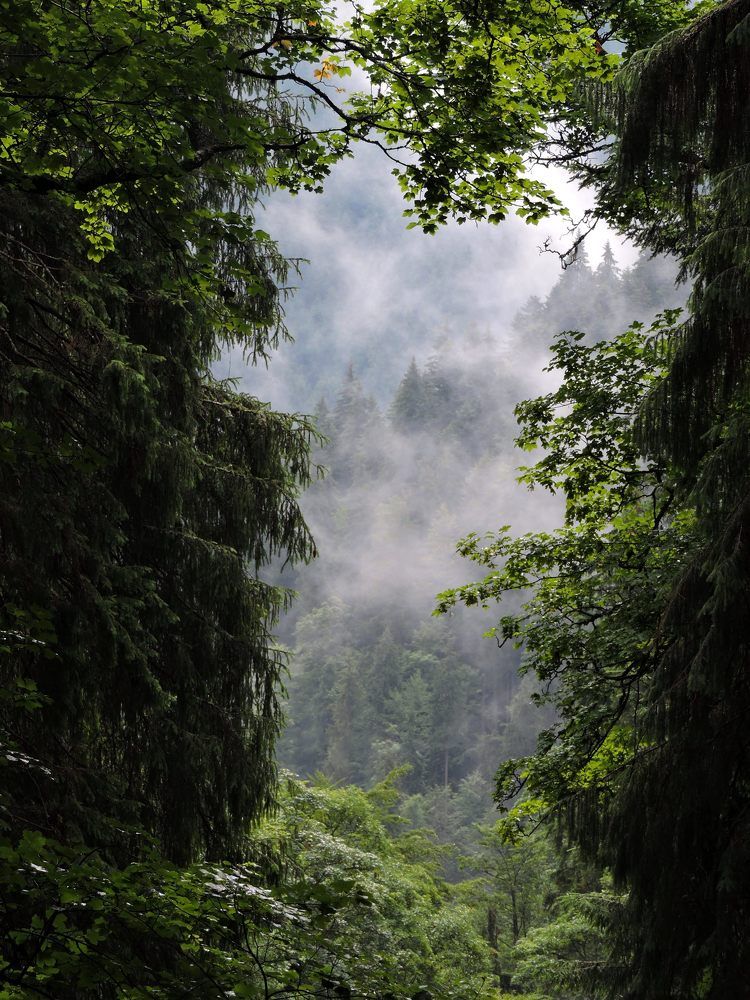 Тайна загадочного леса