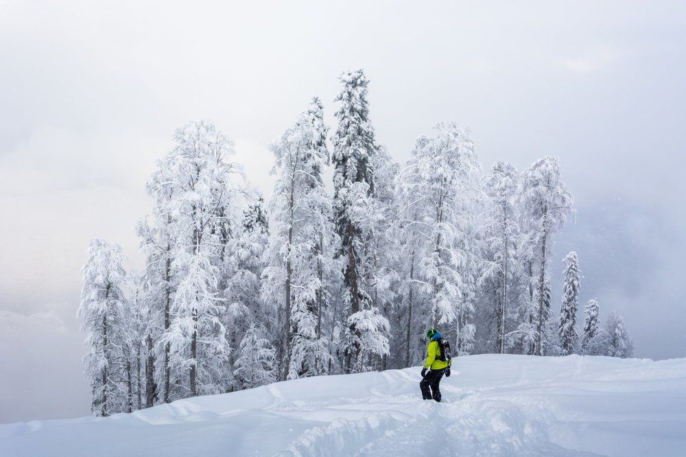 В снежный лес