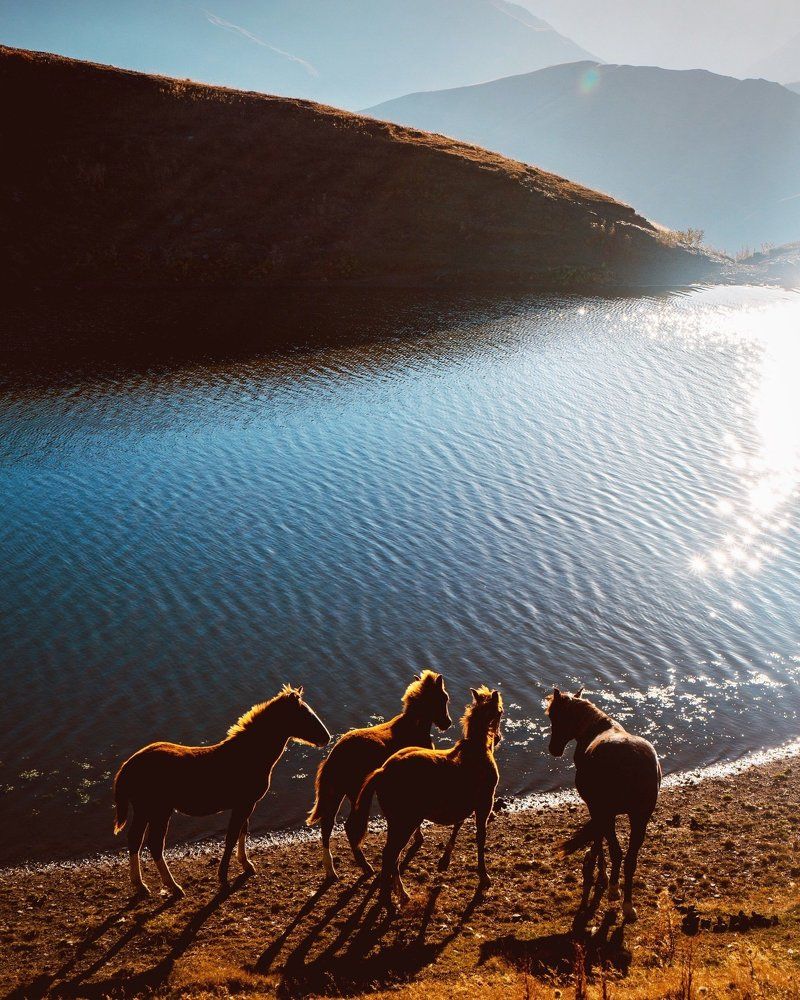 Они прекрасны !