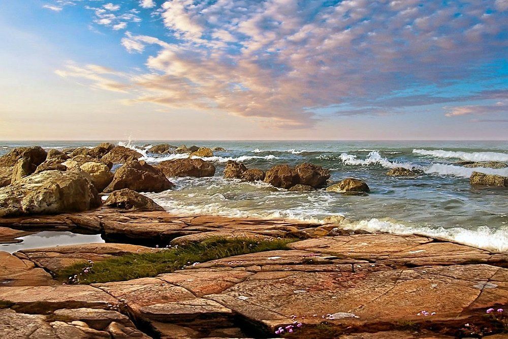 Трава у моря.