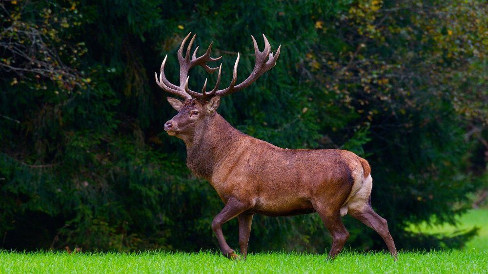 Король-олень.