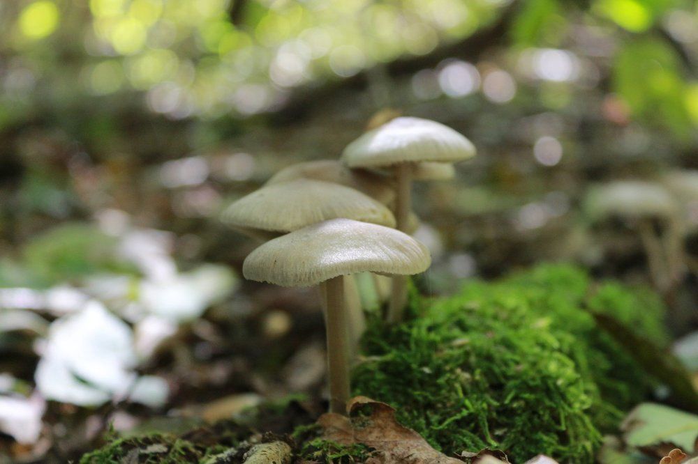 осень в лесу