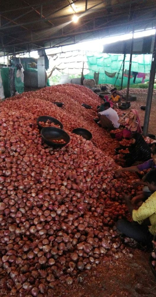 Peoples in onions shed