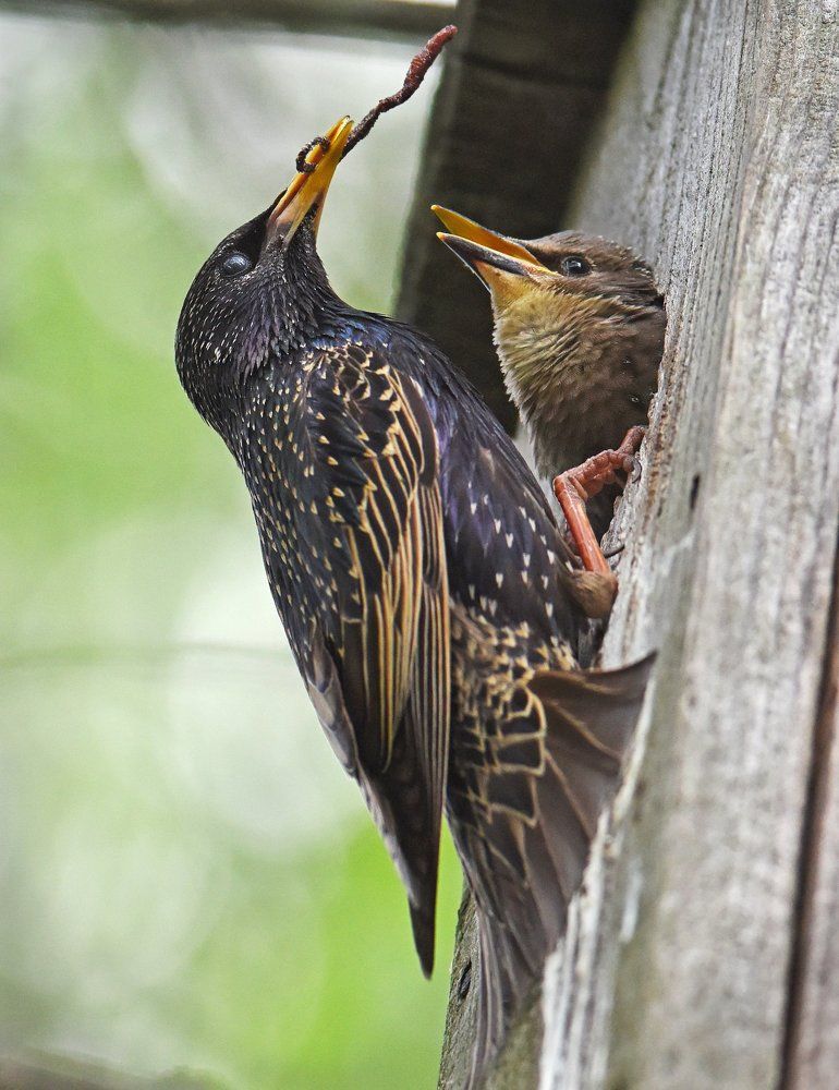 Червячок на сладкое