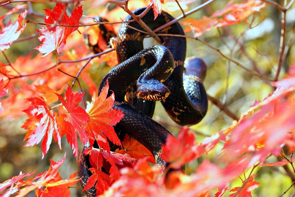 Искуситель.