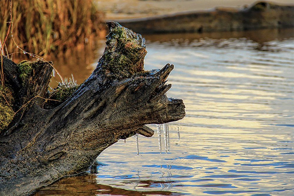 Коряга-обыкновенная)