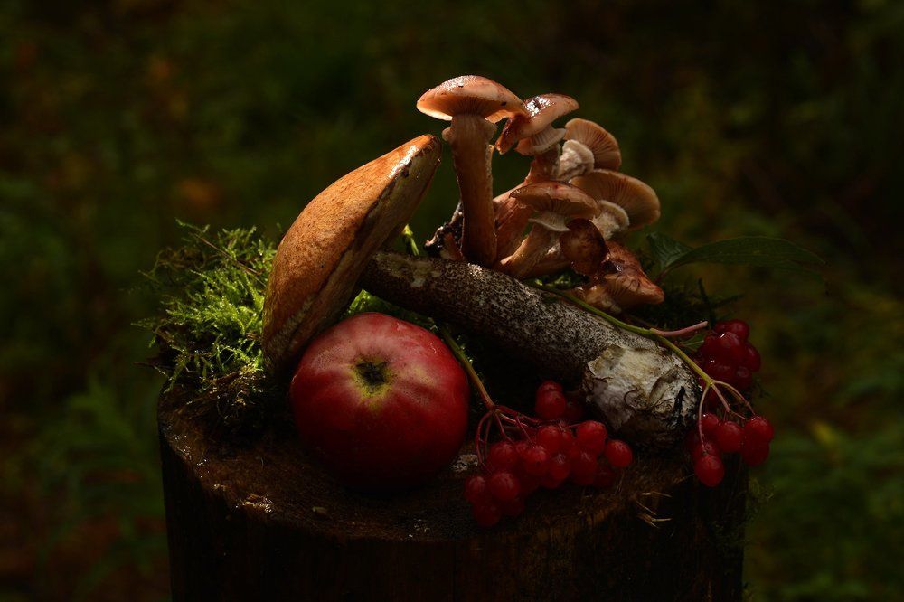 Лесной натюрморт