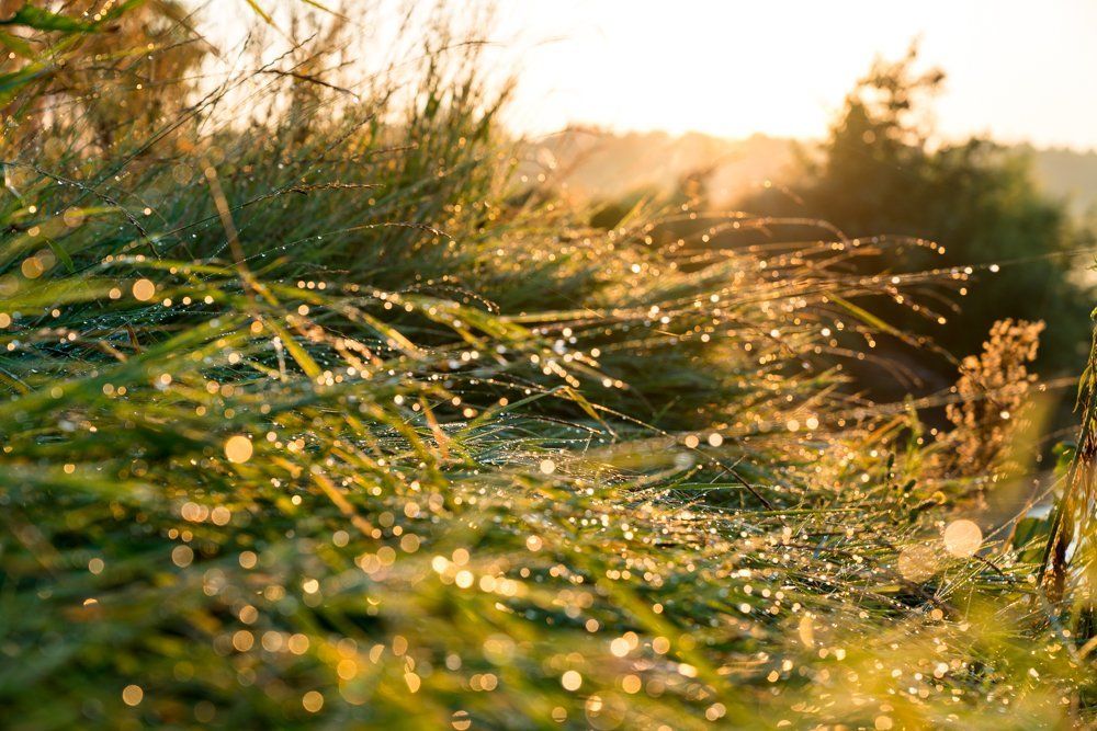 Звезды в утренней росе