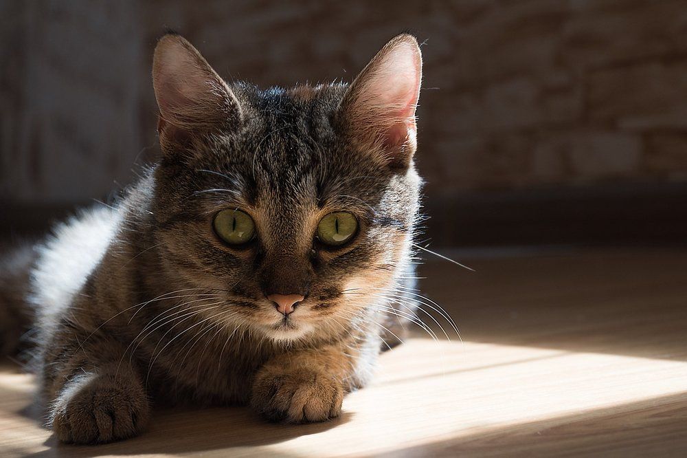 Кошка