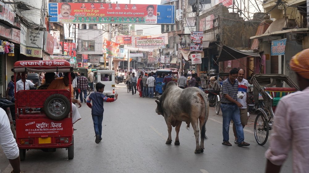 Мальчуган и корова. На улицах Варанаси.