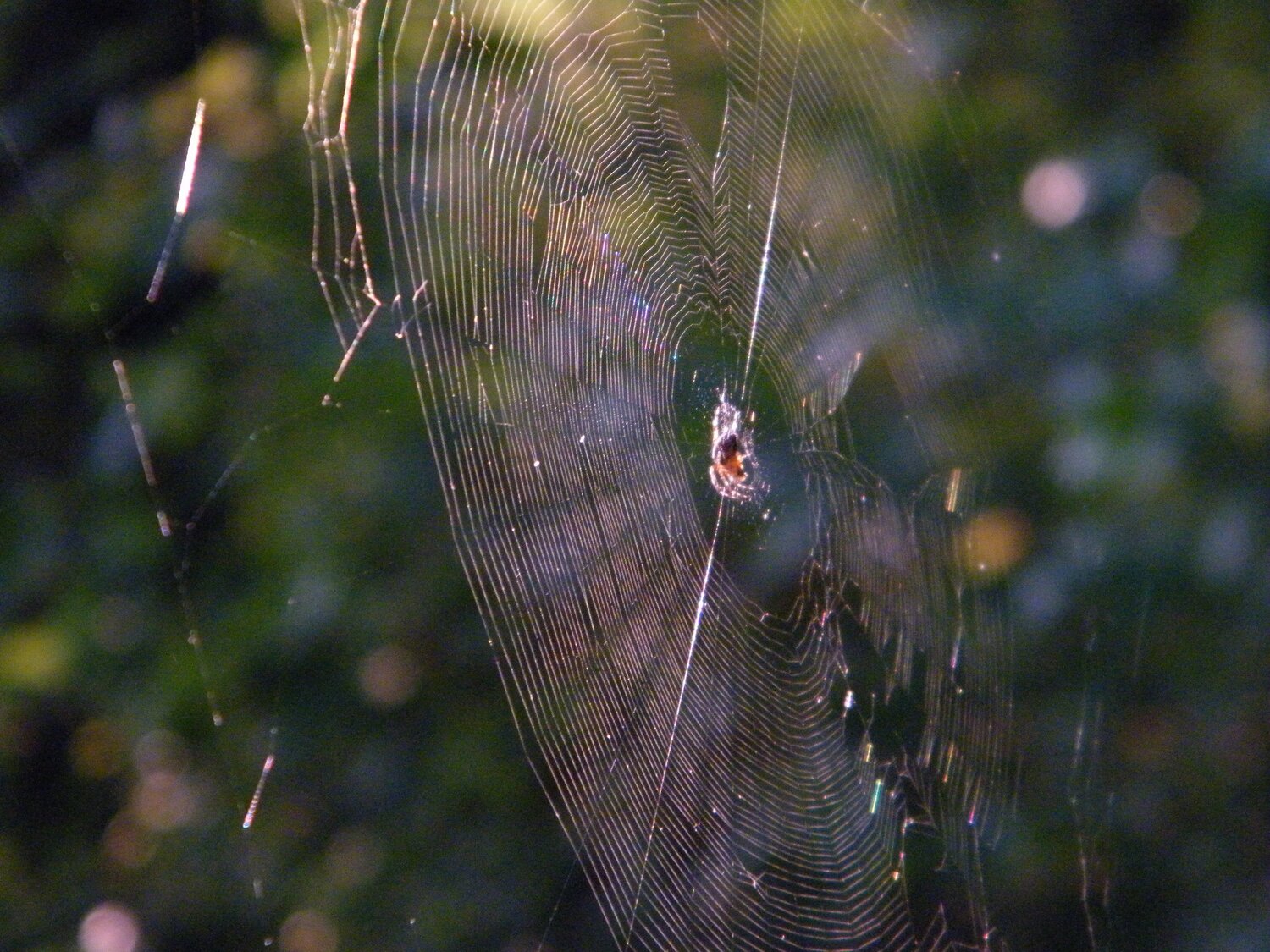 В лучах уходящего лета