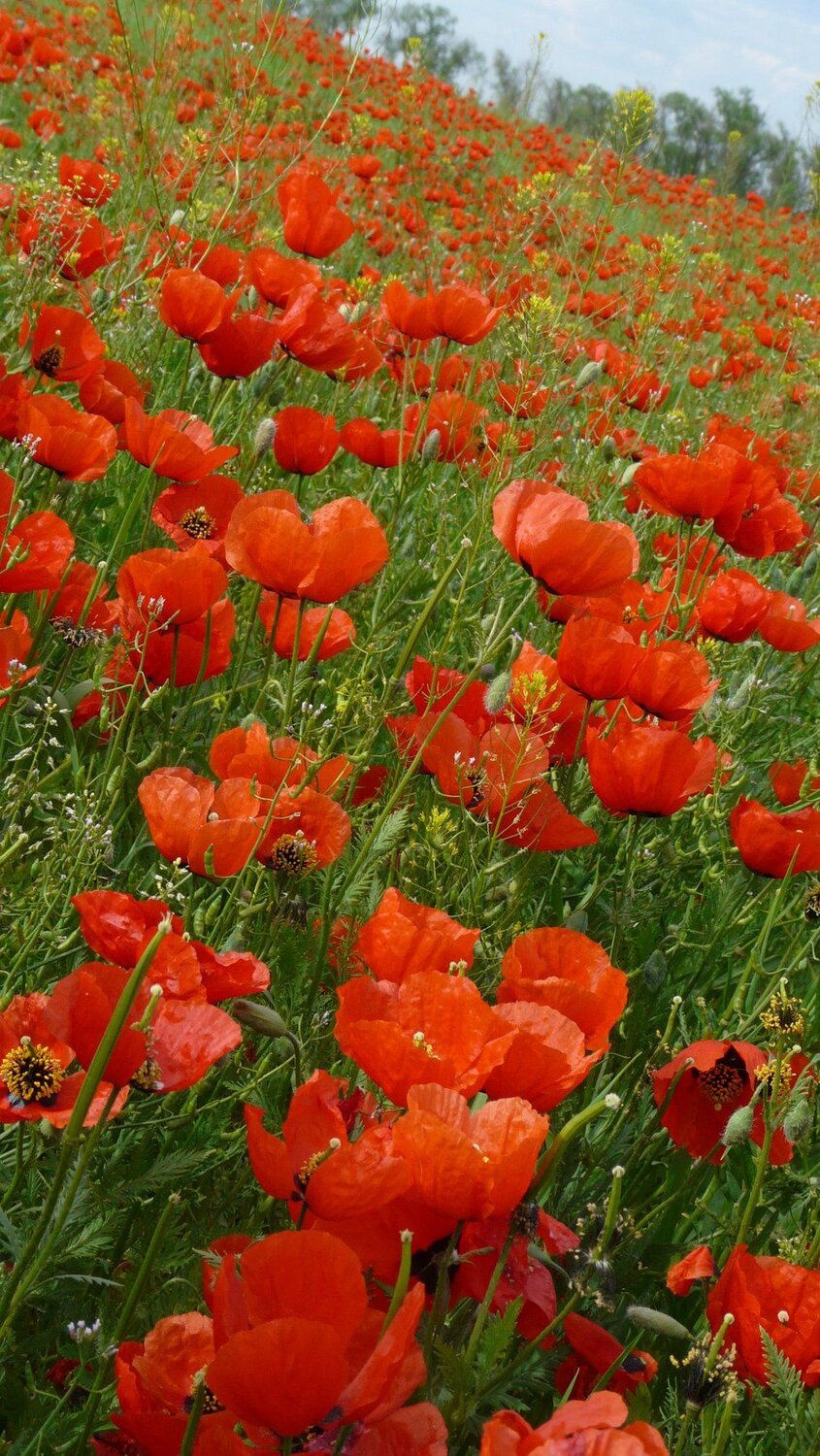 маки, маки, красные маки