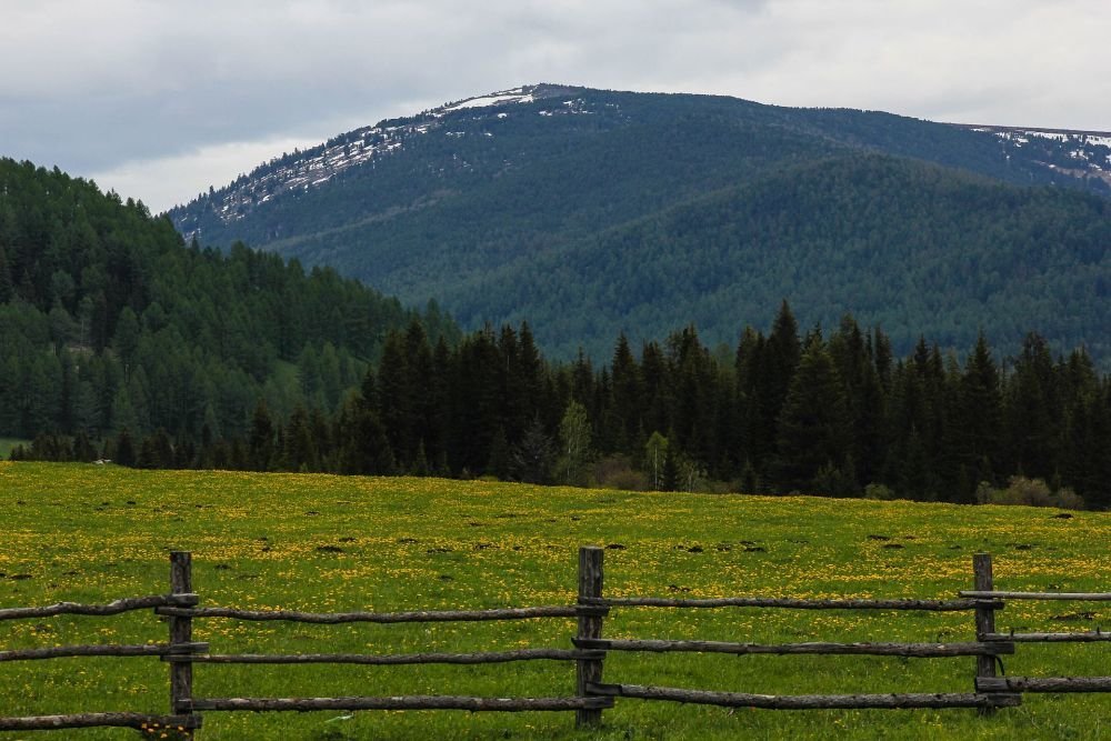Горы с ромашками