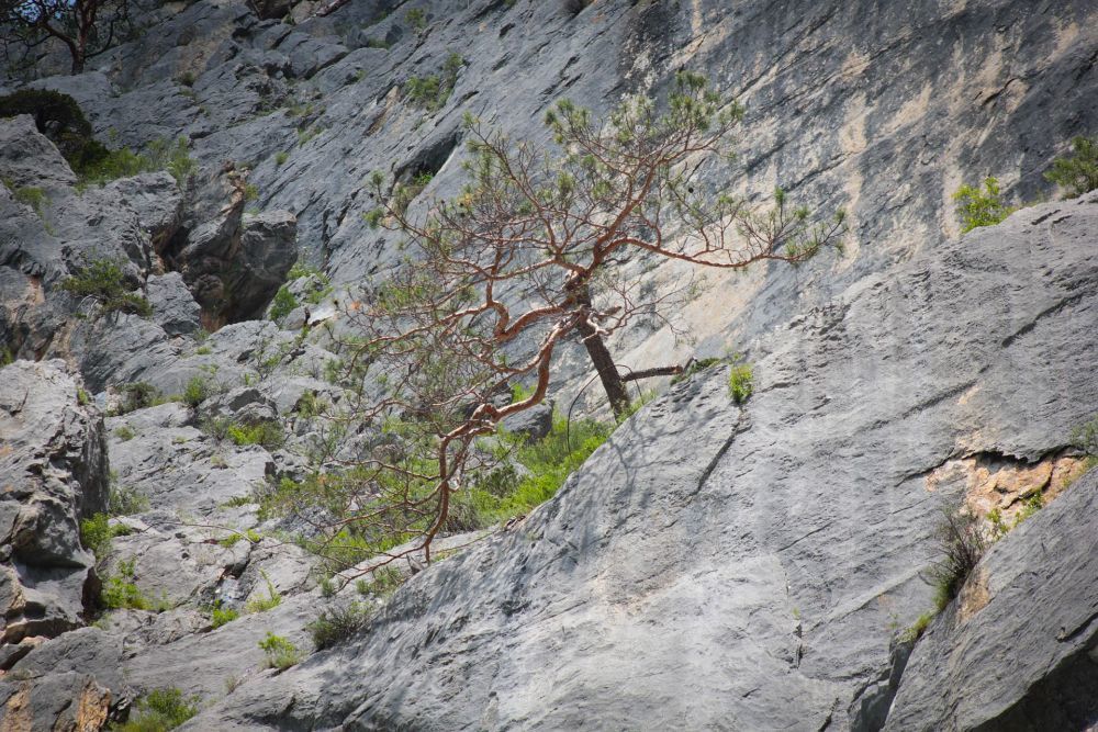 Дерево и гора