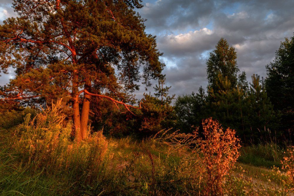 В вечернем свете