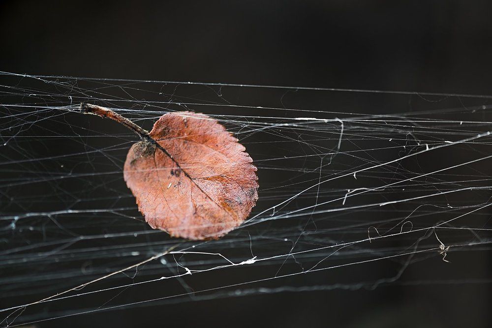 Осеннее полотно