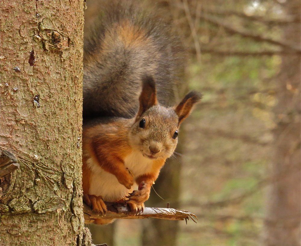 БЕЛКИНЫ ИСТОРИИ