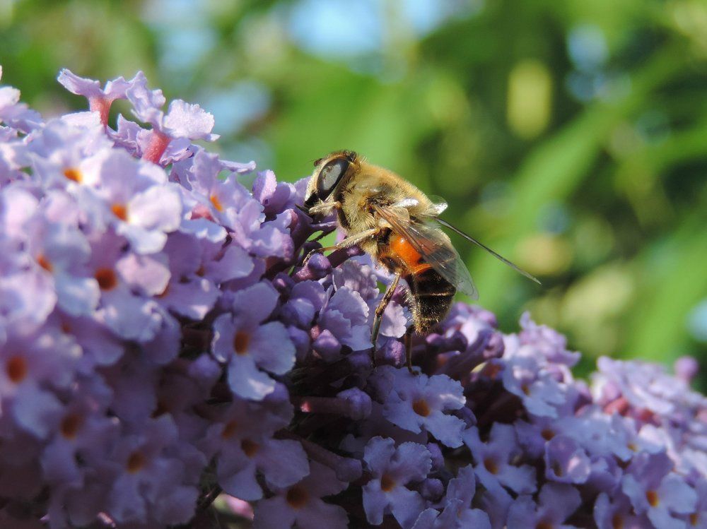Полосатый труженик