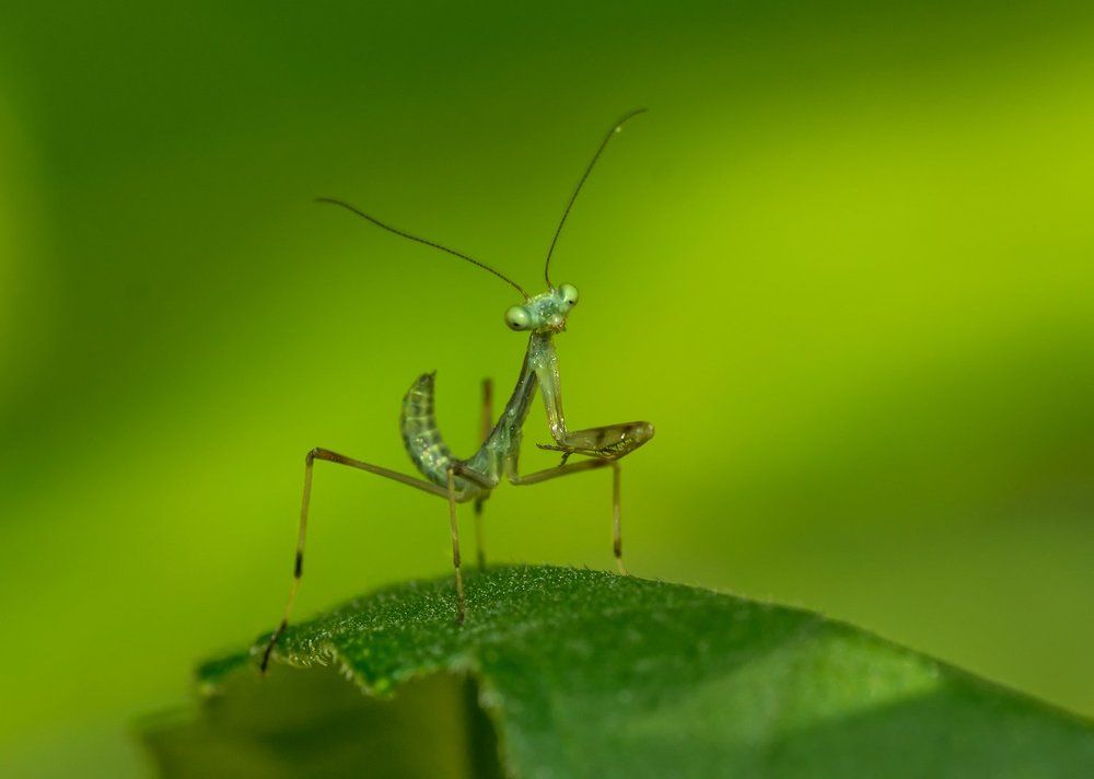 Маленький пророк