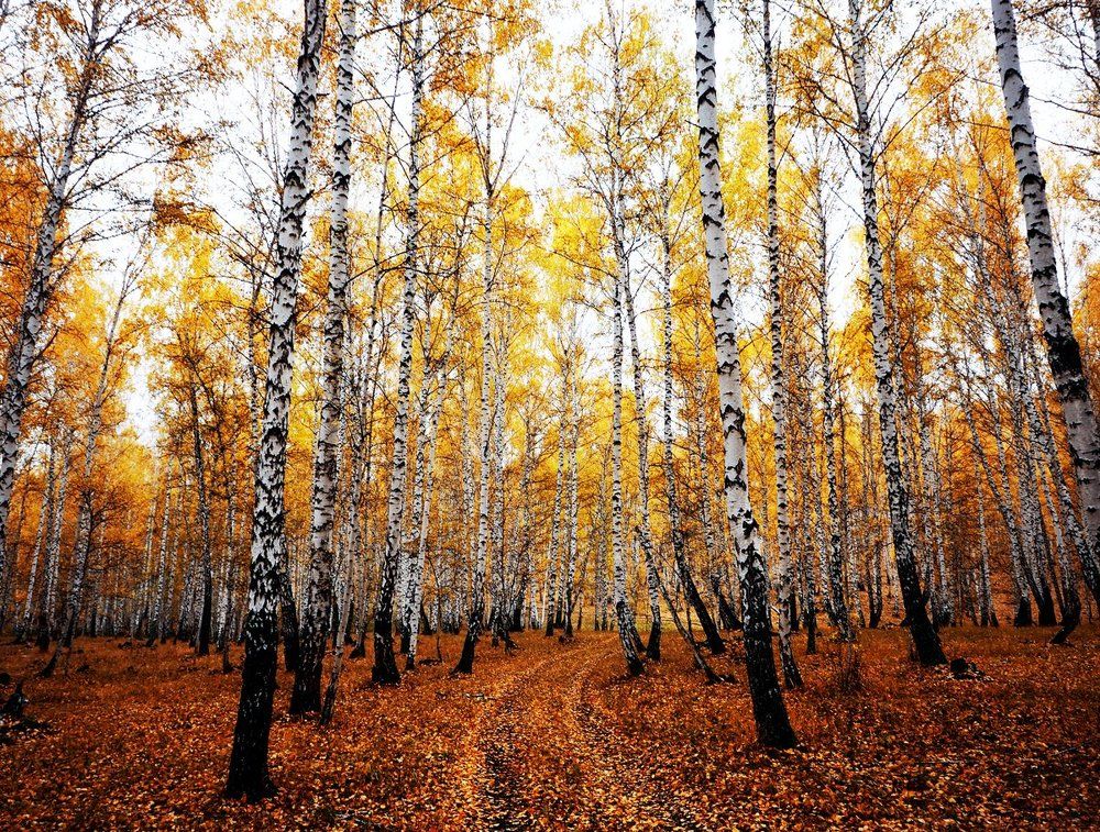 Рыжая тропа в золотую осень