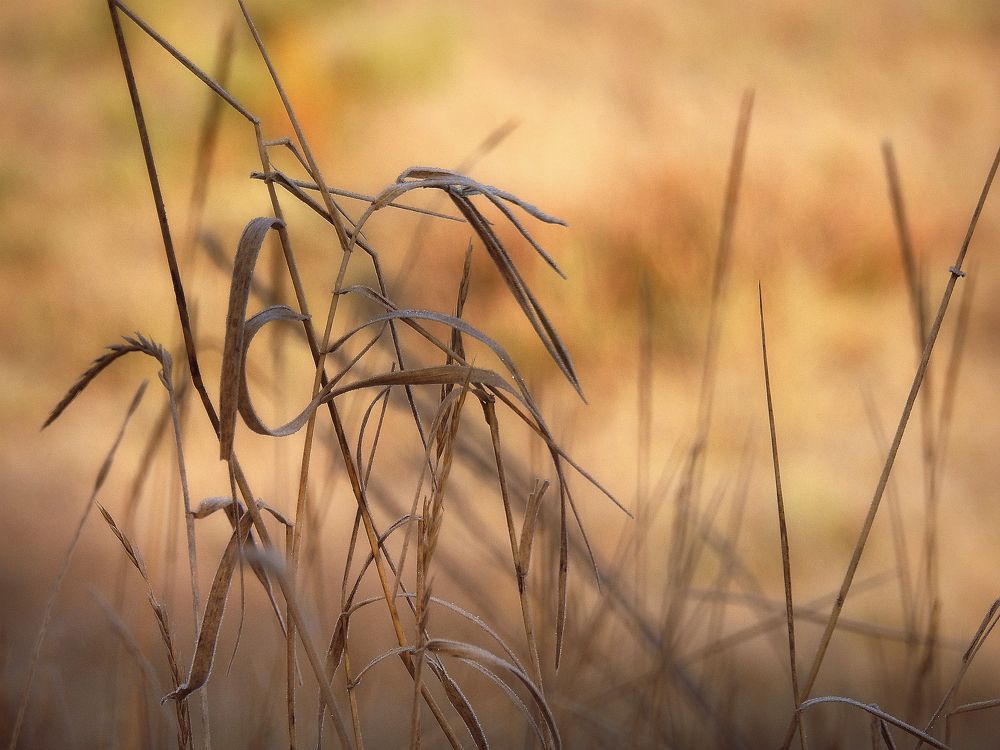 Осеннее утро...