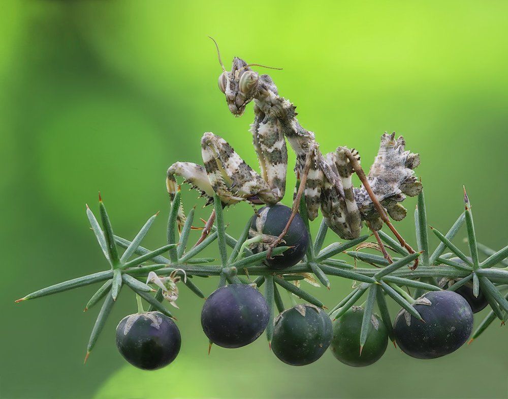 Продавец фруктов
