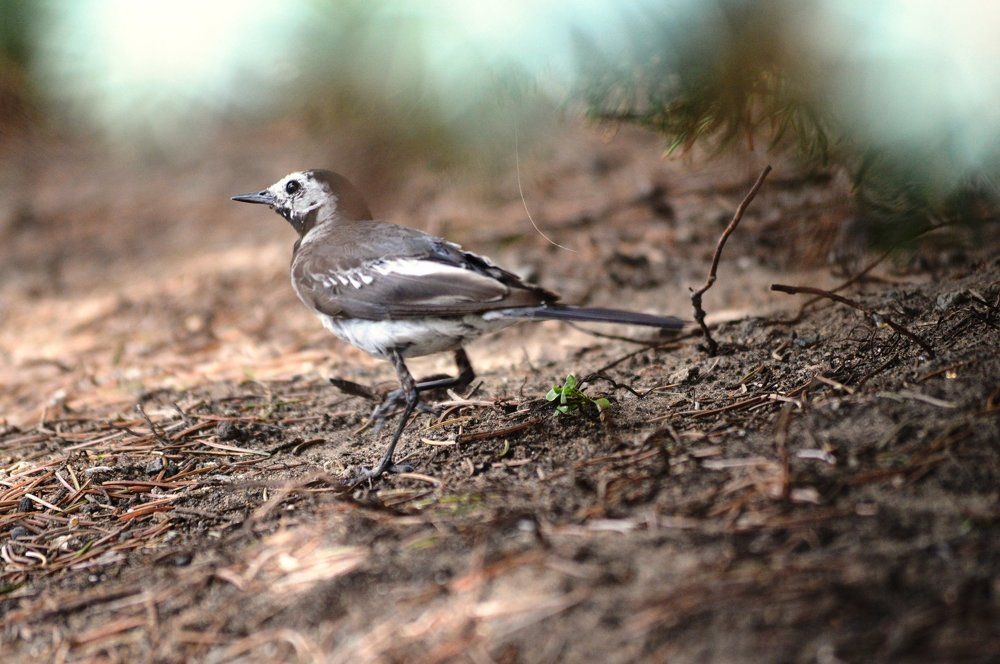 Городская природа