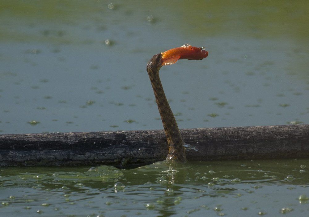 Водяной уж и Золотая рыбка